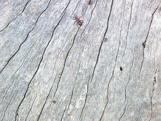 Image showing Australian Tree bug