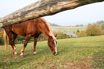 Image showing grazing brown horse