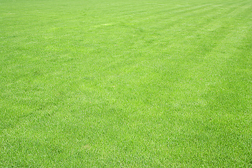 Image showing green grass lawn