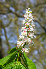 Image showing Chestnuts bloom