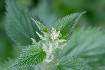 Image showing blooming stinging nettle