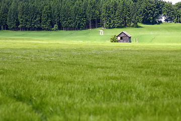 Image showing green summer meadow with trees