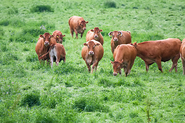 Image showing cow in the green grass