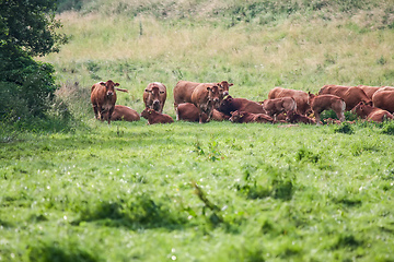 Image showing cow in the green grass