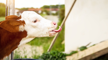 Image showing licking calf