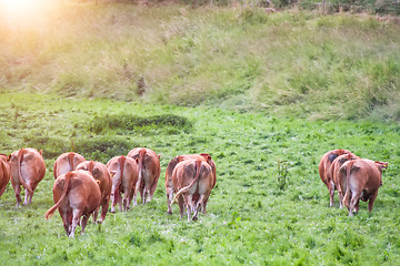 Image showing cow in the green grass