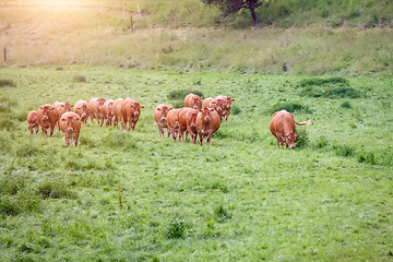 Image showing cow in the green grass