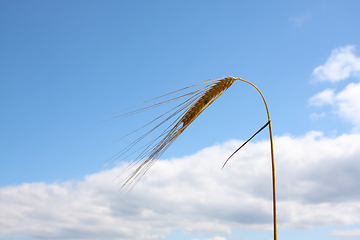 Image showing wheat and the blue sky background