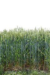 Image showing typical wheat field background