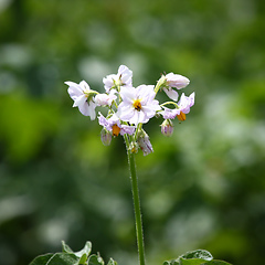 Image showing potato blossom