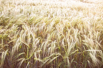 Image showing typical wheat field background