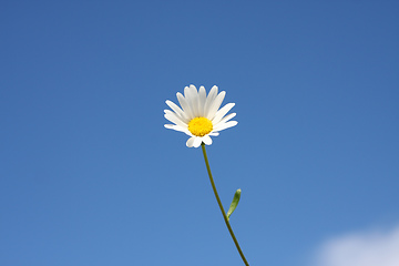 Image showing marguerite flower and the blue sky background