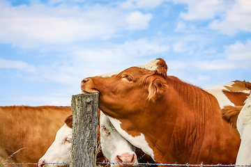 Image showing cow rests her head on a post