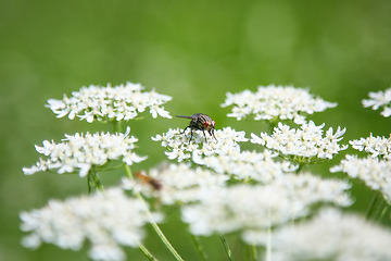 Image showing beautiful Apiaceae flower outdoors