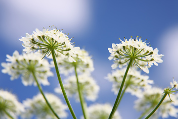 Image showing beautiful Apiaceae flower outdoors