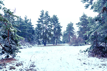 Image showing winter landscape scenery with a pine tree