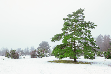 Image showing winter landscape scenery with a pine tree