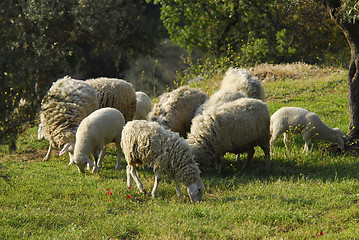 Image showing Sheep