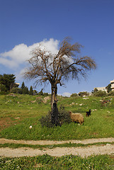 Image showing Olive tree