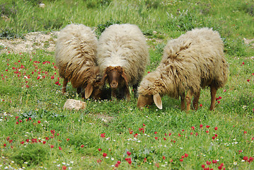 Image showing Sheep