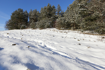 Image showing Forest in winter