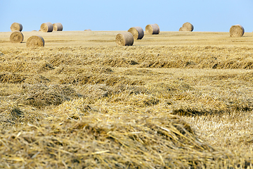 Image showing Harvesting of mature cereals