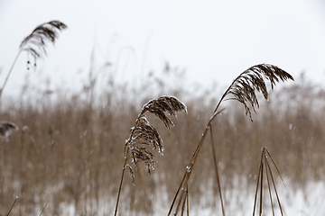 Image showing Winter season