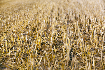 Image showing Golden wheat field