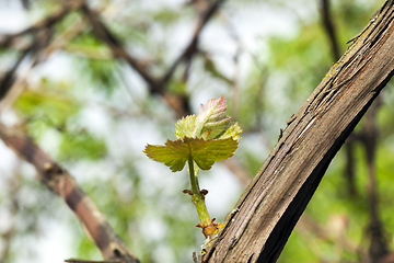 Image showing Young leaves of grapes