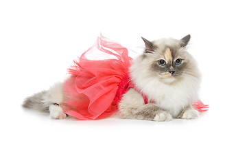 Image showing beautiful birma cat in pink dress