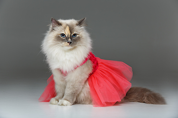 Image showing beautiful birma cat in pink dress