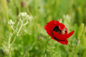 Image showing Opium poppy