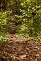 Image showing Forest landscape. Path in the forest. Background. Shallow dof.