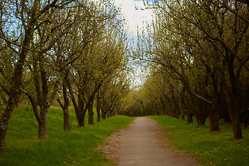 Image showing Forest Path on a Sunny Spring Day