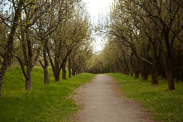 Image showing Forest Path on a Sunny Spring Day