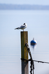 Image showing seagull at the lake Starnberg