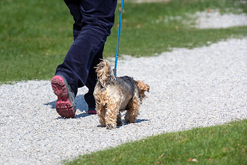 Image showing walk with the dog friend