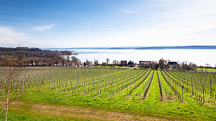 Image showing winter scenery vineyard at Lake Constance Germany