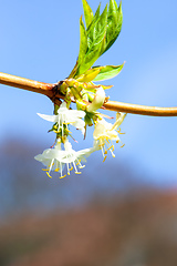 Image showing branch with white blossom