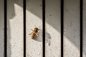 Image showing lonely bee