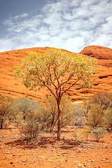 Image showing tree of the Australia outback