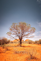 Image showing tree of the Australia outback