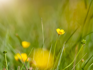 Image showing small yellow flower meadow background