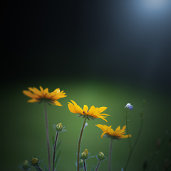 Image showing some sunflowers in the garden background