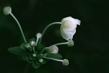 Image showing Anemone hupehensis white flower
