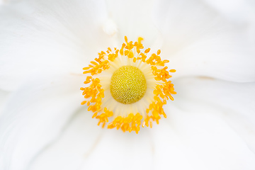 Image showing Anemone hupehensis white flower