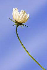 Image showing beautiful white Cosmos bipinnatus flower