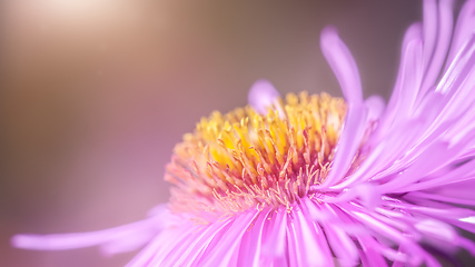 Image showing pink Aster detail macro