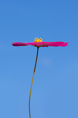 Image showing beautiful red Cosmos bipinnatus flower