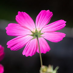 Image showing beautiful pink Cosmos bipinnatus flower